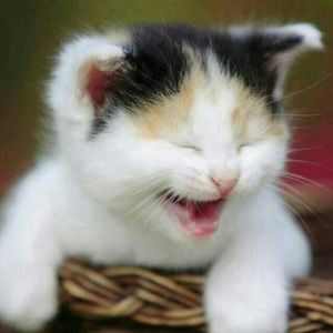 Meet your Posher, Phu